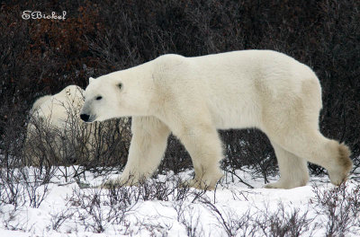 Polar Bears of Hudson Bay
