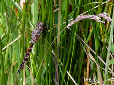 Argentine Dragonfly