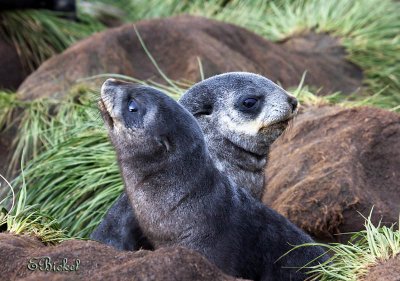 Antarctic Fur Seal Teenagers