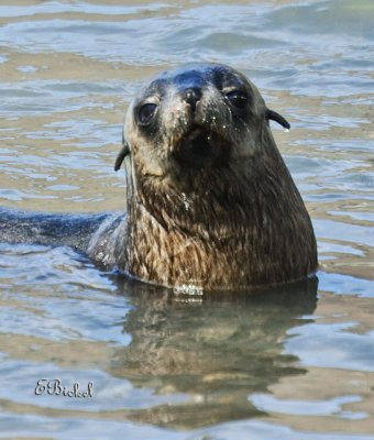  Fur Seal