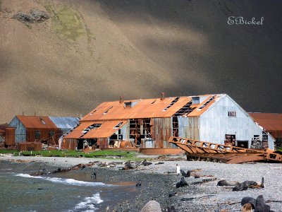 Stromness: End of Shackleton's Journey 2010