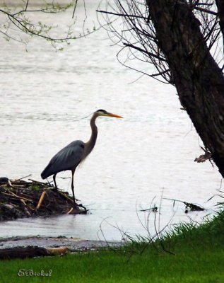 Heron 2010