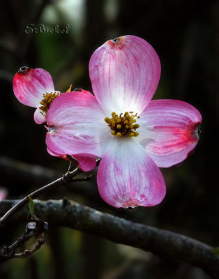 Dogwood 2010