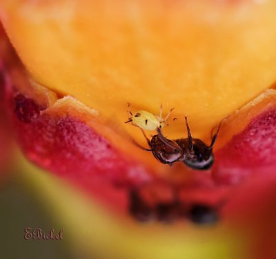 Ant Milking an Aphid 2010