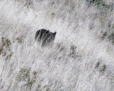 Black Bear during the drought of 2003