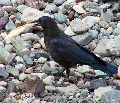 Montana Blackbird