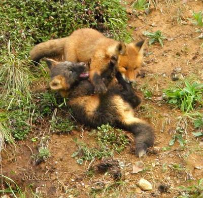 Fox Pups at Play