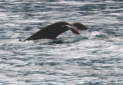 Diving Whale