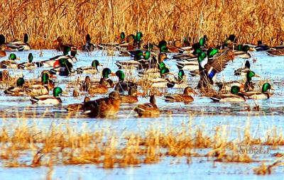 Arrival of the Mallards