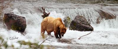 Bear at the Falls
