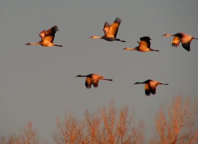 Sandhill Cranes