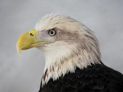 American Bald Eagle