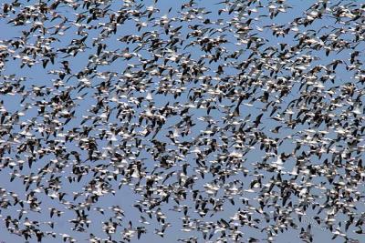 Thousands of Snow Geese