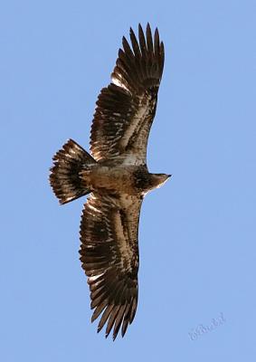 Winged Juvenile