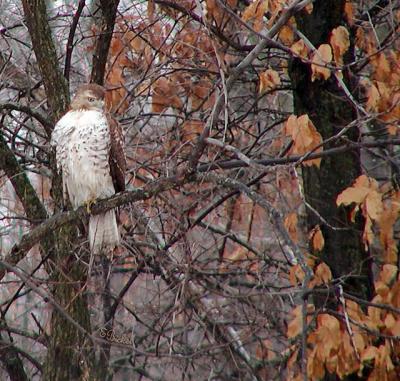 Red Tail in Winter