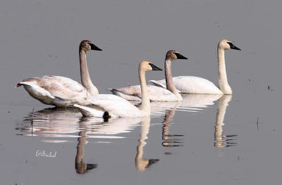 four swans a swimming