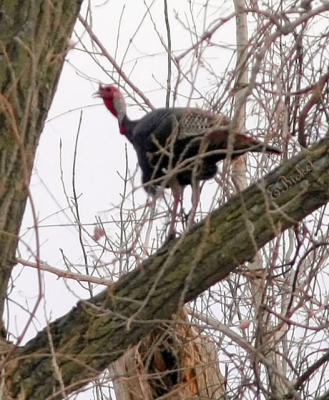 turkey in a tree