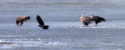 a morning on the winter marsh