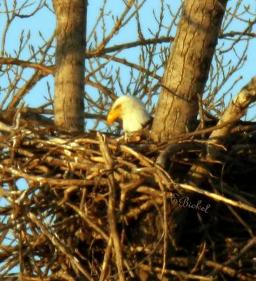 late afternoon in an Eagles nest