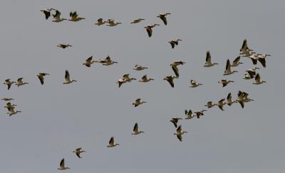 Spring Migrating Pelicans 2006