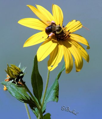 Gathering Pollen 2006