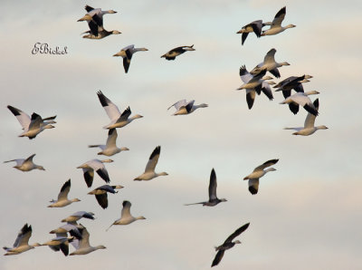 Snow Geese Just Before Dusk