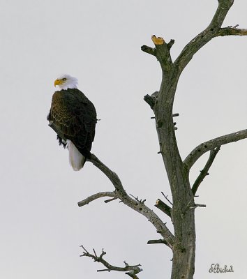 Perched