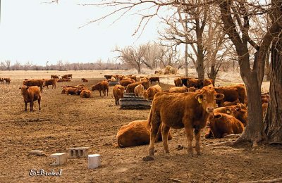 The Nearby Herd