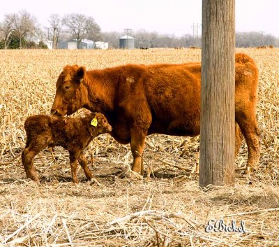 Return to Her Calf