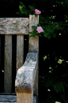 The garden bench