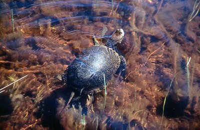 Blanding's turtle (Emydoidea blandingii)