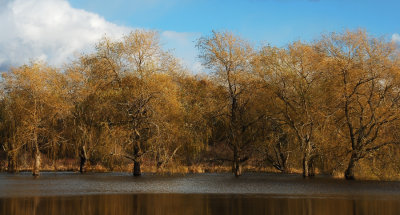 Flooded willows