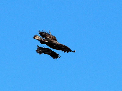 Bald eagle (immature) and Common raven