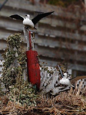 Gulls - a popular nautical theme