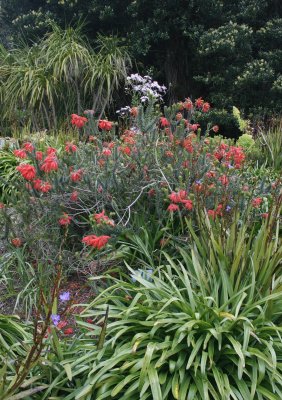 8762_Tresco Abbey Gardens.jpg