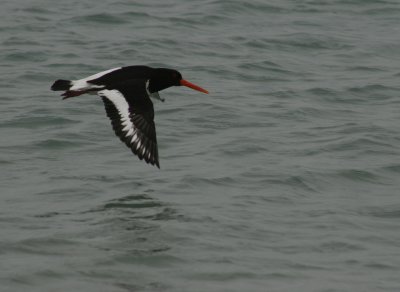 8797_Oystercatcher.jpg