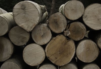 12081_Evenley logpile.jpg