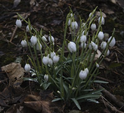 12083_Evenley Snowdrops.jpg