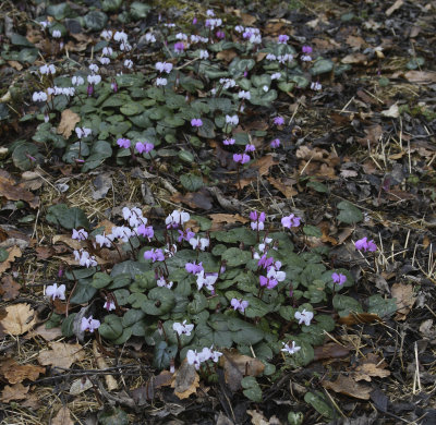 12100_Evenley Cyclamen.jpg