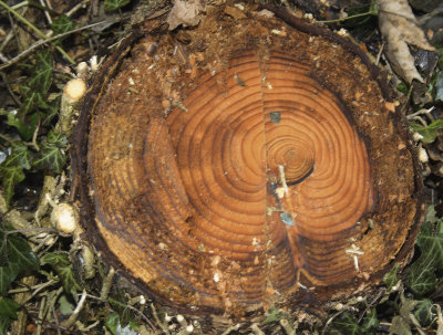 12101_Evenley log.jpg