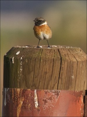 A Stonechat