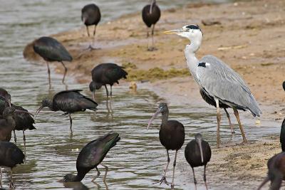 The Grey Heron with Glossy Ibis
