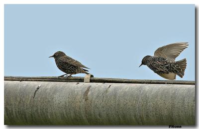 Starlings with winter plumage