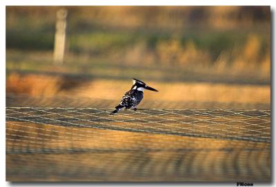 Kingfisher on alert