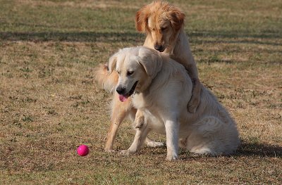 A Fight Over a Ball