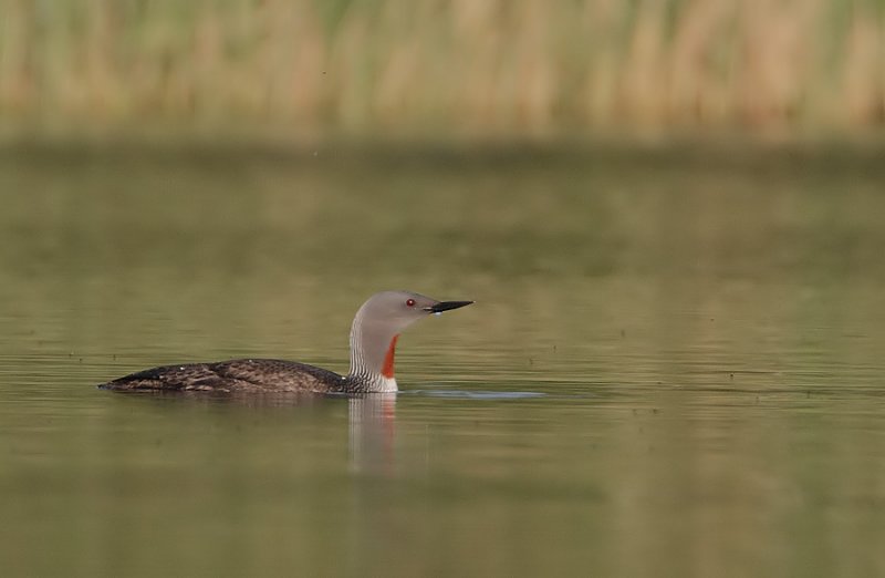 Red-throated Diver (Gavia stellata)