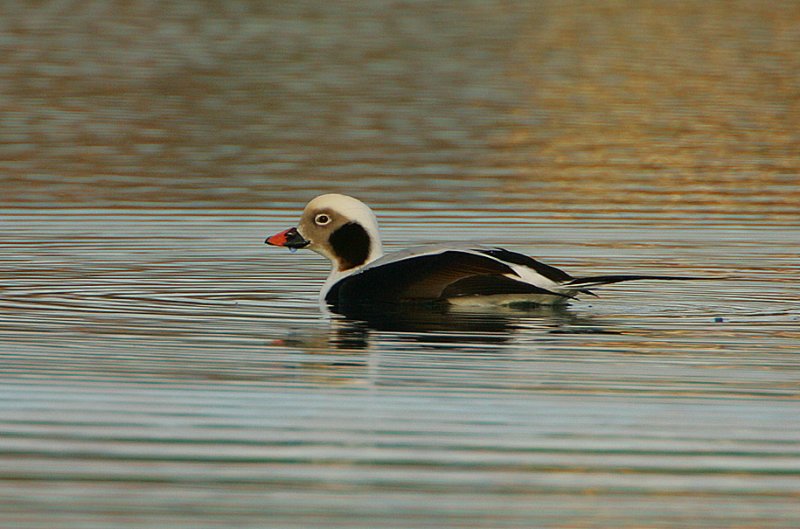 Long-tailed Duck male