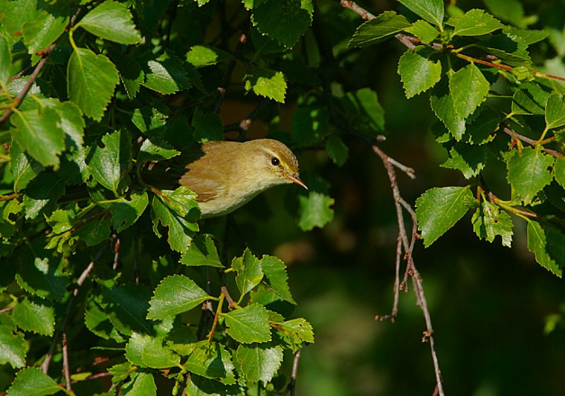 Willow Warbler