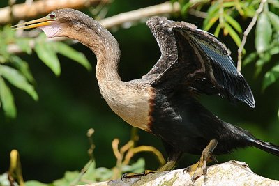 Anhinga (Anhinga anhinga)