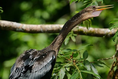 Anhinga (Anhinga anhinga)